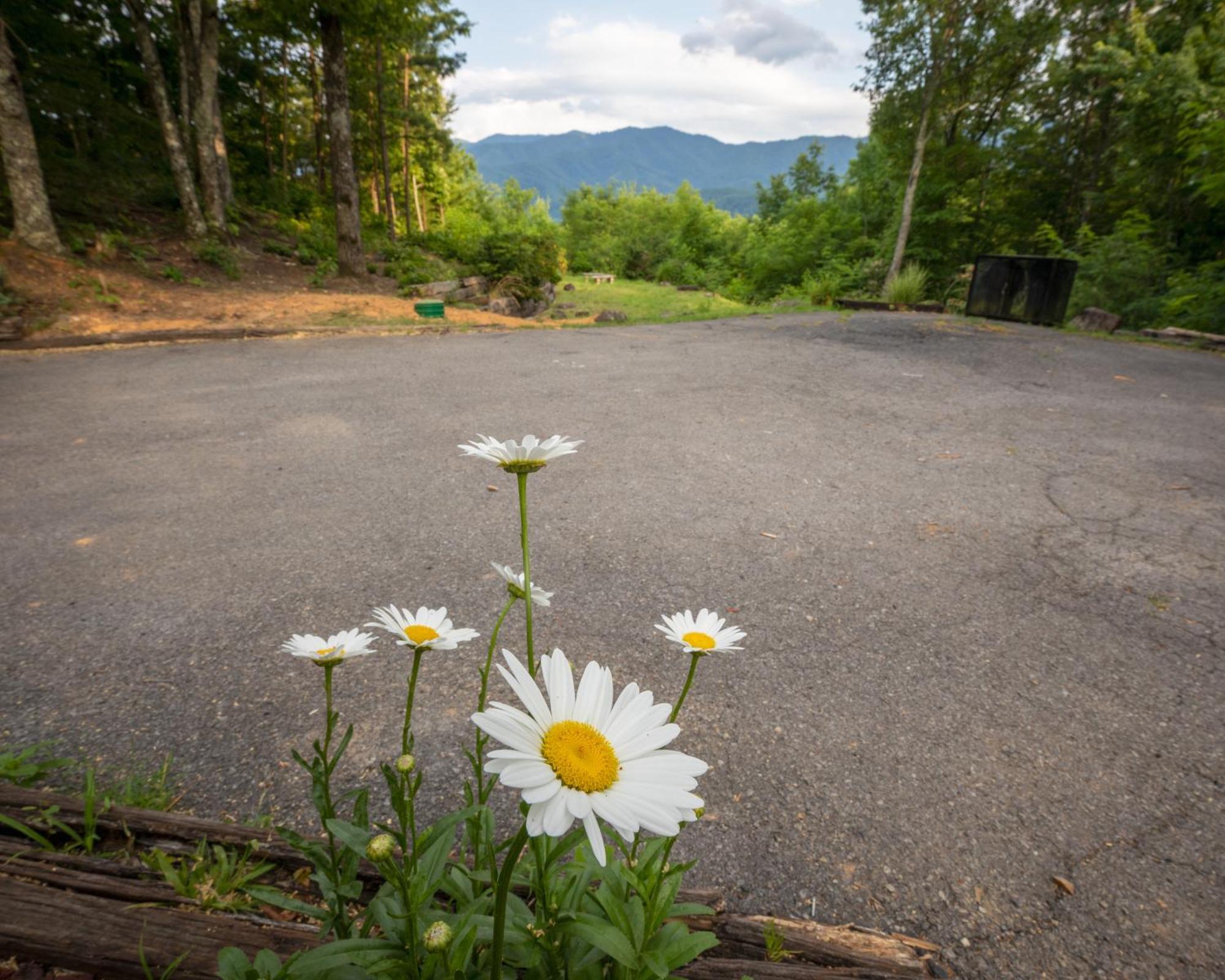 Real Log Cabin With Amazing Views, Hot Tub, Sauna, Games Gatlinburg Zewnętrze zdjęcie
