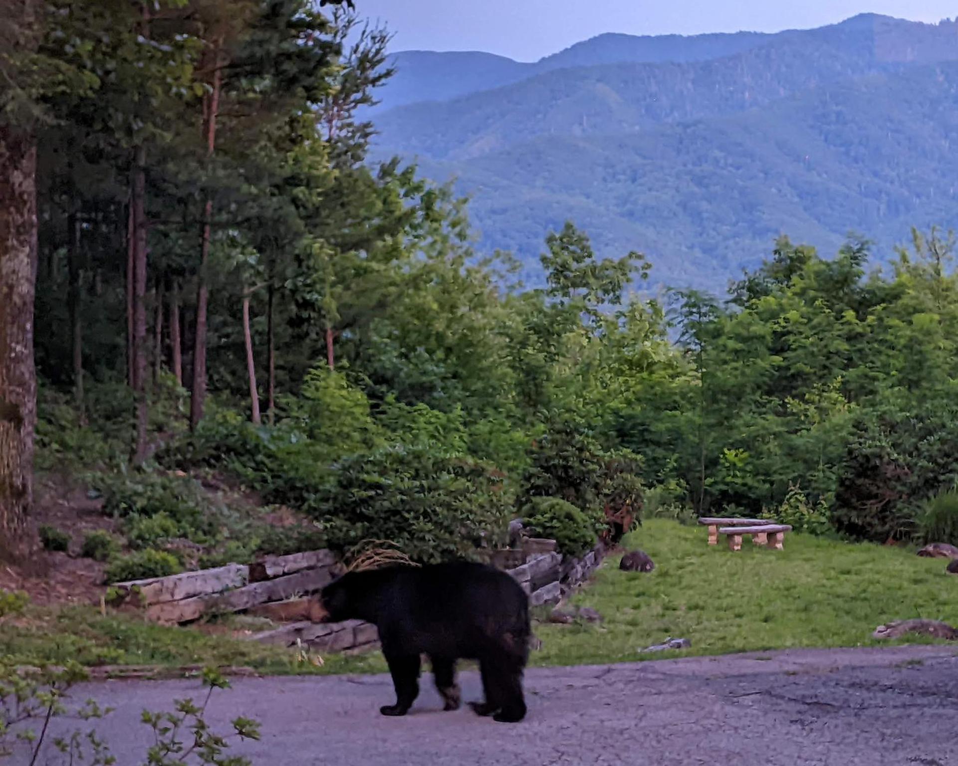 Real Log Cabin With Amazing Views, Hot Tub, Sauna, Games Gatlinburg Zewnętrze zdjęcie